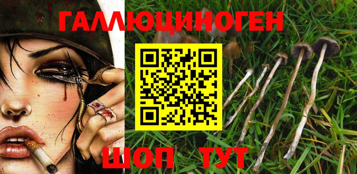 Псилоцибиновые грибы Psilocybe Сердобск