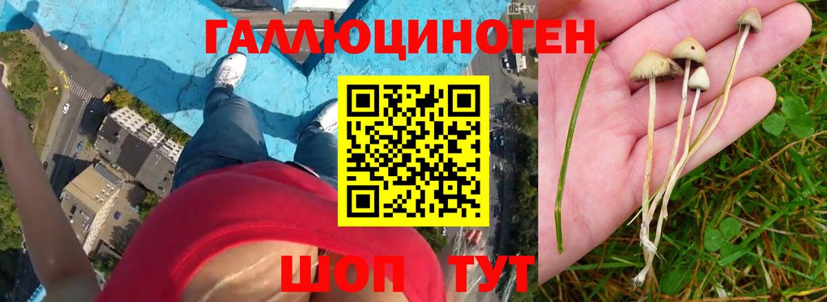 Псилоцибиновые грибы Psilocybe  цена наркотик  Псилоцибиновые грибы мухоморы  Сердобск 